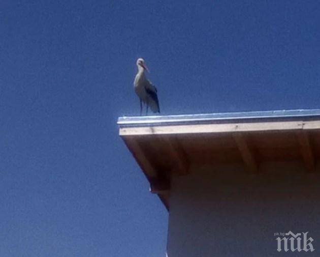 РОДОПСКА РАДОСТ: Щъркелът Гошко донесе 10 бебета в Смилян