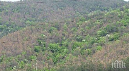 тревожно боровите гори благоевград съхнат