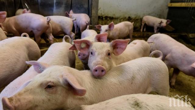 Огнище на заболяването по свинете е установено в землището на