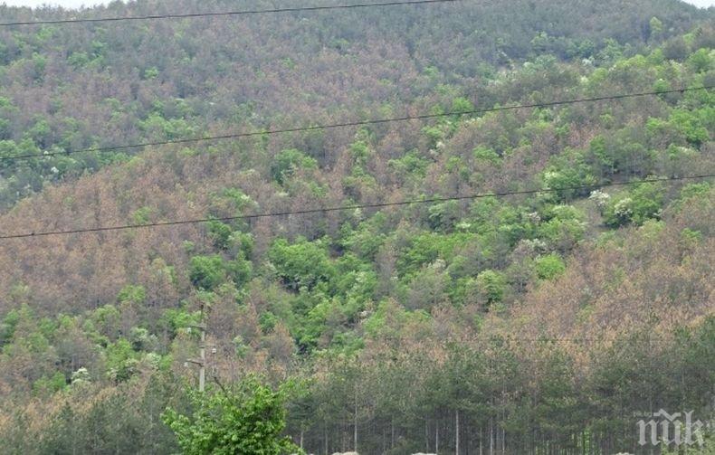 Тревожно: Боровите гори край Благоевград съхнат

 