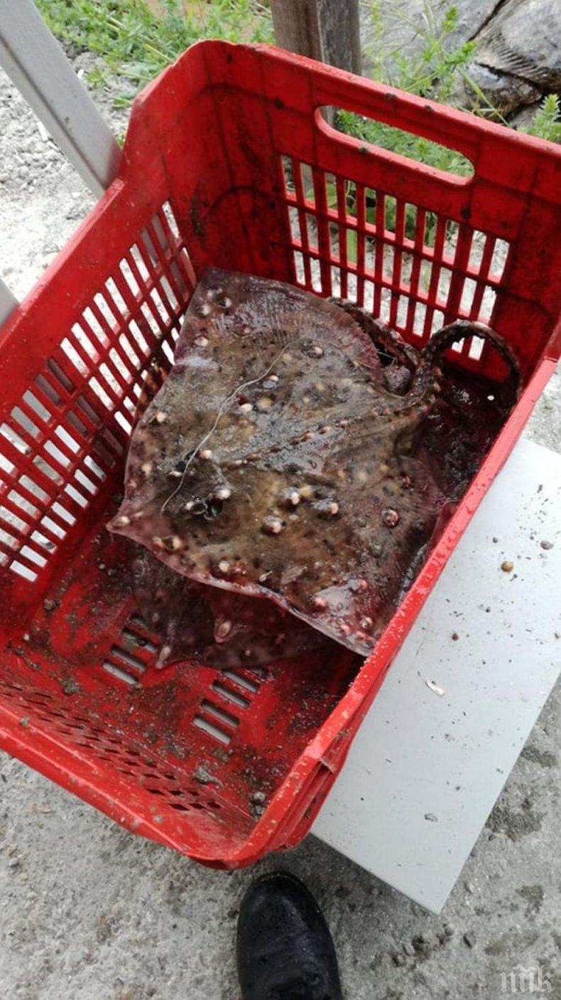 Иззеха 170 кг незаконно уловен калкан между Дуранкулак и Шабла (СНИМКИ)