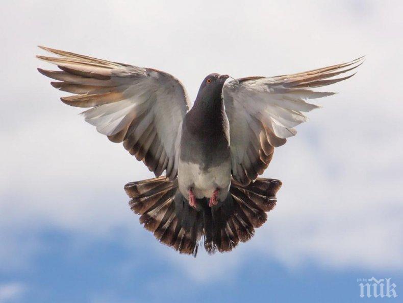 Гълъбите имат естествен GPS