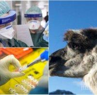 НОВО ИЗСЛЕДВАНЕ: Антитела от лама обръщат хода на битката с коронавируса