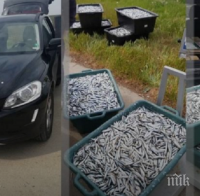 Хванаха над половин тон бракониерска риба