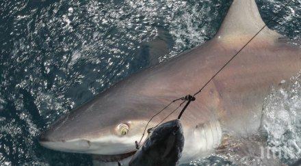 уловиха 330 килограмова акула бяло море снимка