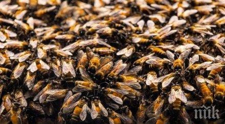 пострадали нападение пчели гватемала