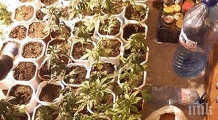 акция разкриха наркооранжерия велико търново