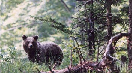 отварят парка танцуващи мечки белица