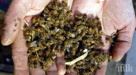 мор пчели плевен 5000 семейства отровени