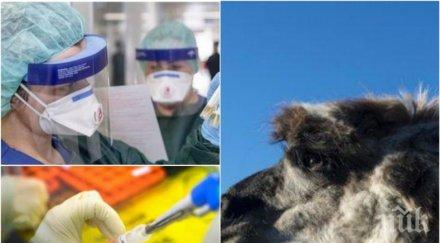 ново изследване антитела лама обръщат хода битката коронавируса