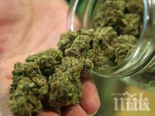 разбиха оранжерия марихуана пазарджишко село