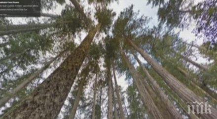 500 декара гори област добрич засегнати опасна пеперуда