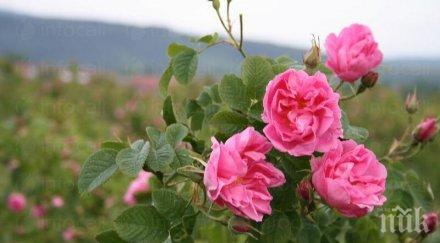 стартира идентификация площите насаждения маслодайна роза страната