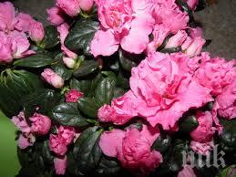 кръстиха нов сорт азалия чест годишнината победата втората световна война