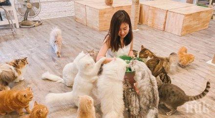 такова тайландците лекуват стреса коронавируса котешко кафене снимки