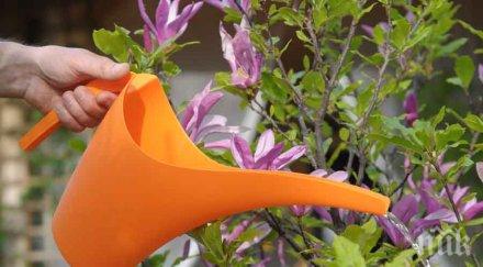 разкрасяват вършец 7000 цветя