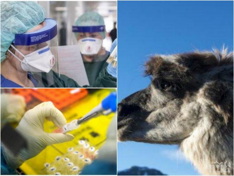 НОВО ИЗСЛЕДВАНЕ: Антитела от лама обръщат хода на битката с коронавируса