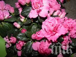 Кръстиха нов сорт азалия в чест на 75-годишнината от победата във Втората световна война
