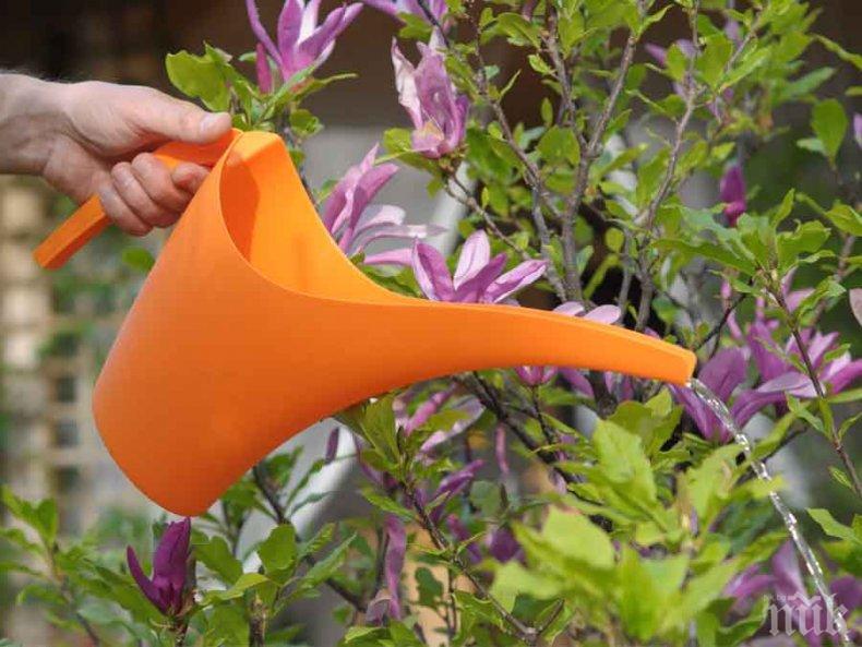 Разкрасяват Вършец със 7000 цветя