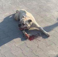 Куче нахапа жестоко 9-годишно момче пред хипермаркет в Пазарджик (СНИМКИ)