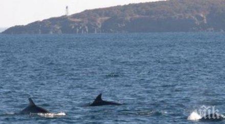 делфини изядоха заргана очите рибарите поморие видео