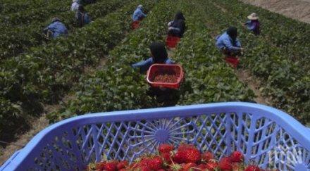 италия узаконява нелегалните берачи домашната прислуга