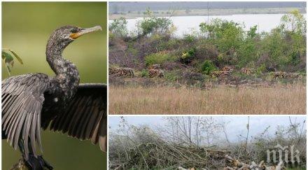 разкритие член дружеството защита птиците унищожил кормораните