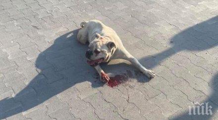 куче нахапа жестоко годишно момче хипермаркет пазарджик снимки