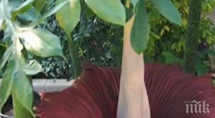 уникално цъфна голямото цвете света