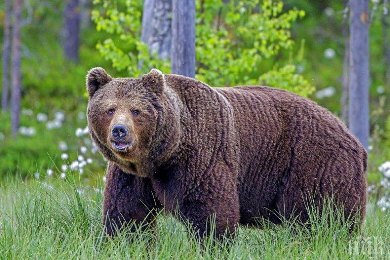 Мечките са будни: Убиха 7 говеда в района на Смилян