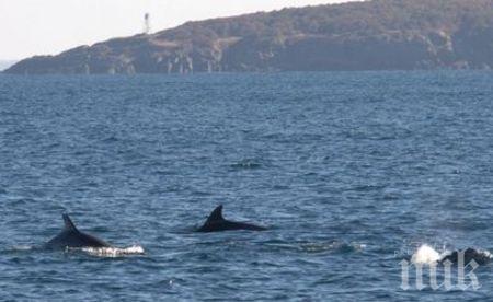Делфини изядоха заргана пред очите на рибарите в Поморие (ВИДЕО)