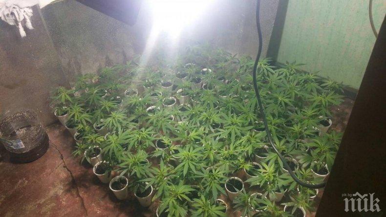 Разбиха селска наркооранжерия край Варна - ченгетата ахнаха от намереното количество марихуана