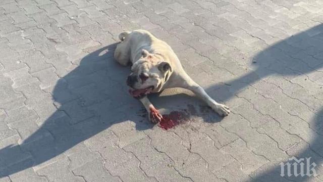 Куче нахапа жестоко 9-годишно момче пред хипермаркет в Пазарджик (СНИМКИ)