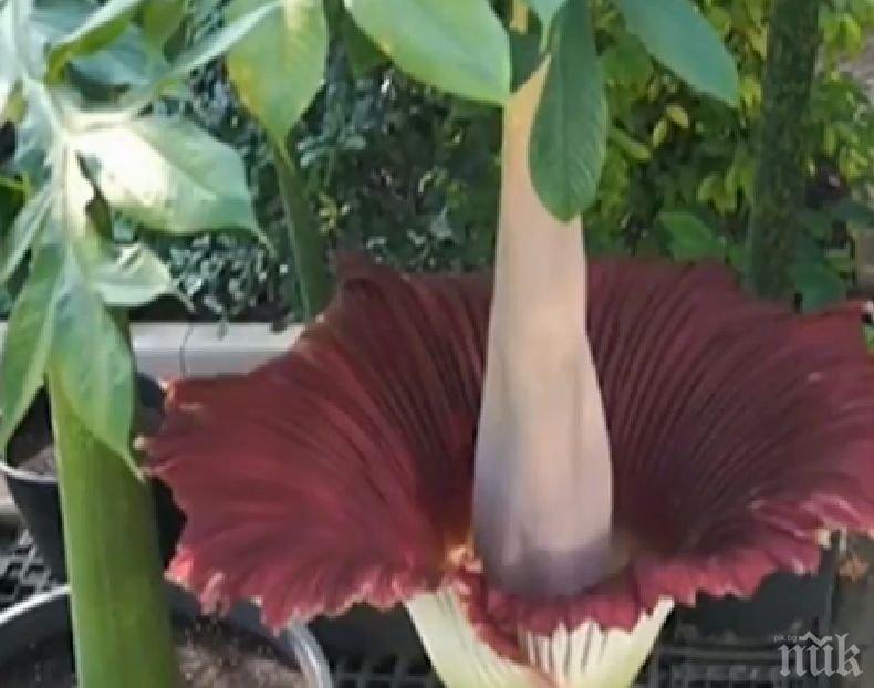 УНИКАЛНО: Цъфна най-голямото цвете в света
