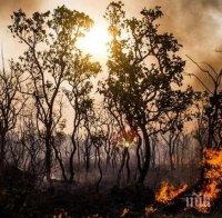 Горски пожари бушуват в Сърбия