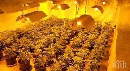 варненския съд остави ареста мъж наркооранжерия