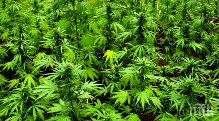 канадски учени канабисът пречи коронавируса навлиза организма