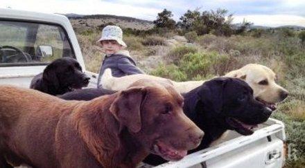 великобритания обучават кучета разпознават заразени коронавирус