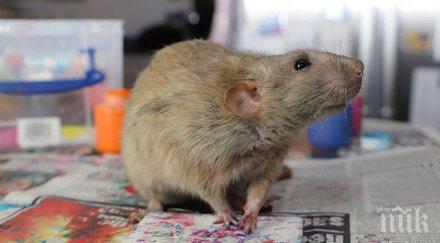 талант опашка плъх манчестър рисува картини творбите хит нета снимки