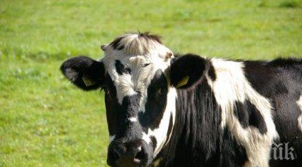 треска тръшна хора животни крвеферми овцеферма габровско