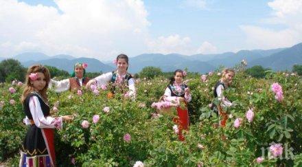 розопроизводителите карловско започнаха прибират реколтата очакват големи загуби