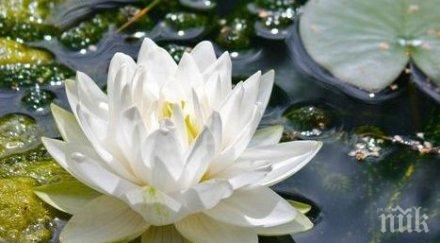 астрология денят носи успех делата правете секс любовниците