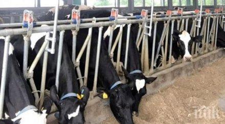 добра новина налага умъртвяване стада заради треската