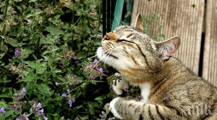 разкриха тайната котешката трева билката кара писаните полудяват