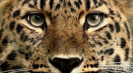 леопарди чакали разхождат свободно исламабад