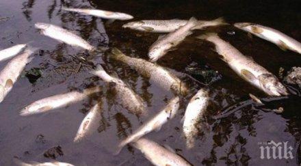 невиждан мор мъртва риба изплува стара река