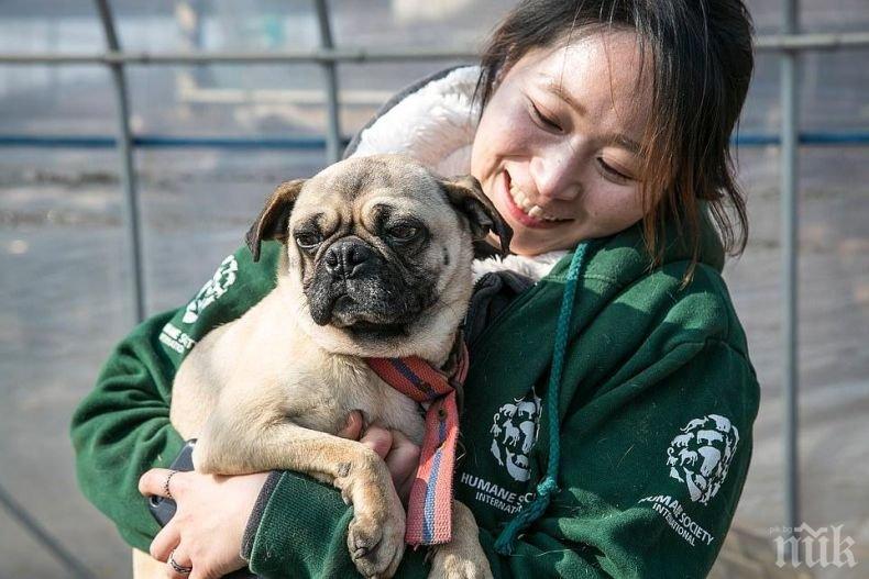 Спасиха от клане 70 кучета, отглеждани за ядене (СНИМКИ)