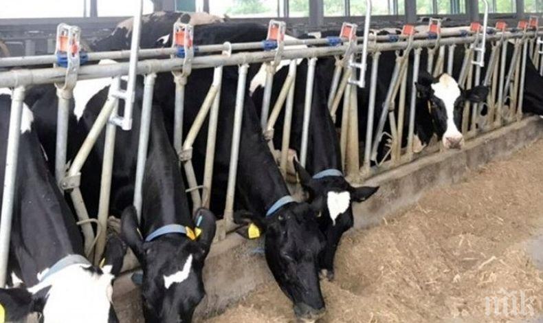 Добра новина: Не се налага умъртвяване на стада заради ку-треската