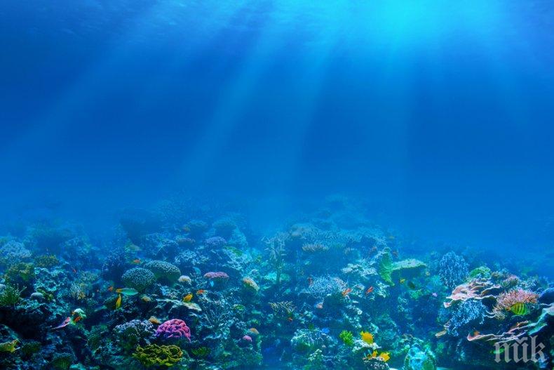 Резистентни към топлината водорасли могат да защитят коралите от избелване