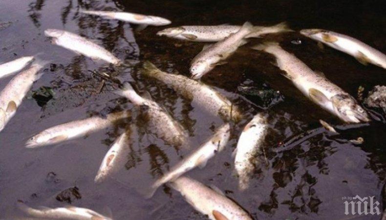 Мъртва риба изплува в Джерман при Дупница